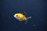 2Pack Baby Thai Oranda   2 Inch (ID#1029ToPTD-13) Free2Day SHIPPING