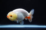 Ranchu  Red White 3 Inch (ID#1126R1c-74) Free2Day SHIPPING