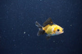 2Pack Baby Thai Oranda   2 Inch (ID#1029ToPTD-13) Free2Day SHIPPING