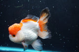 Thai Oranda  Tricolor 4.5 Inch (ID#422T2c-121) Free2Day SHIPPING