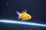 2Pack Baby Thai Oranda   2 Inch (ID#1029ToPTD-13) Free2Day SHIPPING