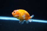 Ranchu  Sakura 2.5 Inch (ID#1126R1c-75) Free2Day SHIPPING