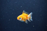 2Pack Baby Thai Oranda   2 Inch (ID#1029ToPTD-13) Free2Day SHIPPING