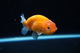 Ranchu  Sakura 2.5 Inch (ID#1126R1c-75) Free2Day SHIPPING