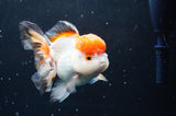 Thai Oranda  Tricolor 4.5 Inch (ID#422T2c-121) Free2Day SHIPPING