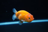 Ranchu  Sakura 2.5 Inch (ID#1126R1c-75) Free2Day SHIPPING