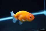 Ranchu  Sakura 2.5 Inch (ID#1126R1c-75) Free2Day SHIPPING