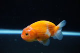 Ranchu  Sakura 2.5 Inch (ID#1126R1c-75) Free2Day SHIPPING