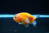 Ranchu  Sakura 2.5 Inch (ID#1126R1c-75) Free2Day SHIPPING