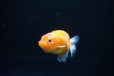 Ranchu  Sakura 2.5 Inch (ID#1126R1c-75) Free2Day SHIPPING