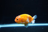 Ranchu  Sakura 2.5 Inch (ID#1126R1c-75) Free2Day SHIPPING