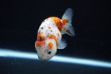 Ranchu  Calico 3 Inch (ID#1126R1c-76) Free2Day SHIPPING