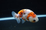 Ranchu  Calico 3 Inch (ID#1126R1c-76) Free2Day SHIPPING