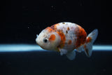 Ranchu  Calico 3 Inch (ID#1126R1c-76) Free2Day SHIPPING