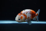 Ranchu  Calico 3 Inch (ID#1126R1c-76) Free2Day SHIPPING