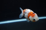 Ranchu  Calico 3 Inch (ID#1126R1c-76) Free2Day SHIPPING