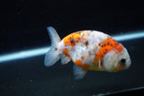 Ranchu  Calico 3 Inch (ID#1126R1c-76) Free2Day SHIPPING