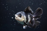 Thai Oranda  Panda 4.5 Inch (ID#422T2c-123) Free2Day SHIPPING