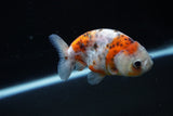 Ranchu  Calico 3 Inch (ID#1126R1c-76) Free2Day SHIPPING