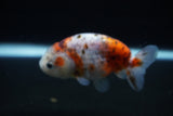 Ranchu  Calico 3 Inch (ID#1126R1c-76) Free2Day SHIPPING