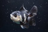 Thai Oranda  Panda 4.5 Inch (ID#422T2c-123) Free2Day SHIPPING