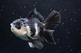 Thai Oranda  Panda 4.5 Inch (ID#422T2c-123) Free2Day SHIPPING