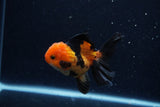 Juvenile Thai Oranda  Red Black 3.5 Inch (ID#0110T13b-87) Free2Day SHIPPING