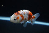 Ranchu  Calico 3 Inch (ID#1126R1c-76) Free2Day SHIPPING