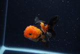 Juvenile Thai Oranda  Red Black 3.5 Inch (ID#0110T13b-87) Free2Day SHIPPING