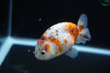 Ranchu  Calico 3 Inch (ID#1126R1c-76) Free2Day SHIPPING