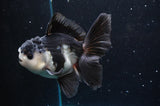Thai Oranda  Panda 4.5 Inch (ID#422T2c-123) Free2Day SHIPPING