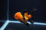 Juvenile Thai Oranda  Red Black 3.5 Inch (ID#0110T13b-87) Free2Day SHIPPING