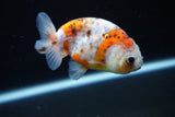 Ranchu  Calico 3 Inch (ID#1126R1c-76) Free2Day SHIPPING