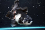 Thai Oranda  Panda 4.5 Inch (ID#422T2c-123) Free2Day SHIPPING