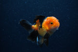 Juvenile Thai Oranda  Red Black 3.5 Inch (ID#0110T13b-87) Free2Day SHIPPING