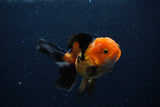 Juvenile Thai Oranda  Red Black 3.5 Inch (ID#0110T13b-87) Free2Day SHIPPING