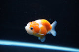 Ranchu  Sakura 2.5 Inch (ID#1126R1c-77) Free2Day SHIPPING