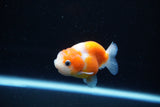 Ranchu  Sakura 2.5 Inch (ID#1126R1c-77) Free2Day SHIPPING