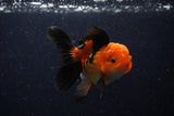 Juvenile Thai Oranda  Red Black 3.5 Inch (ID#0110T13b-87) Free2Day SHIPPING