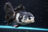Thai Oranda  Panda 4.5 Inch (ID#422T2c-123) Free2Day SHIPPING