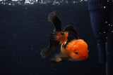 Juvenile Thai Oranda  Red Black 3.5 Inch (ID#0110T13b-87) Free2Day SHIPPING