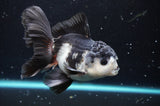 Thai Oranda  Panda 4.5 Inch (ID#422T2c-123) Free2Day SHIPPING