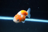 Ranchu  Sakura 2.5 Inch (ID#1126R1c-77) Free2Day SHIPPING