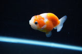 Ranchu  Sakura 2.5 Inch (ID#1126R1c-77) Free2Day SHIPPING