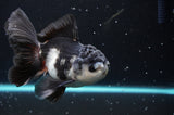 Thai Oranda  Panda 4.5 Inch (ID#422T2c-123) Free2Day SHIPPING