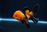 Juvenile Thai Oranda  Red Black 3.5 Inch (ID#0110T13b-87) Free2Day SHIPPING