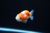 Ranchu  Sakura 2.5 Inch (ID#1126R1c-77) Free2Day SHIPPING