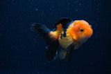 Juvenile Thai Oranda  Red Black 3.5 Inch (ID#0110T13b-87) Free2Day SHIPPING