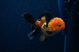 Juvenile Thai Oranda  Red Black 3.5 Inch (ID#0110T13b-87) Free2Day SHIPPING