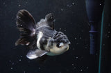 Thai Oranda  Panda 4.5 Inch (ID#422T2c-123) Free2Day SHIPPING